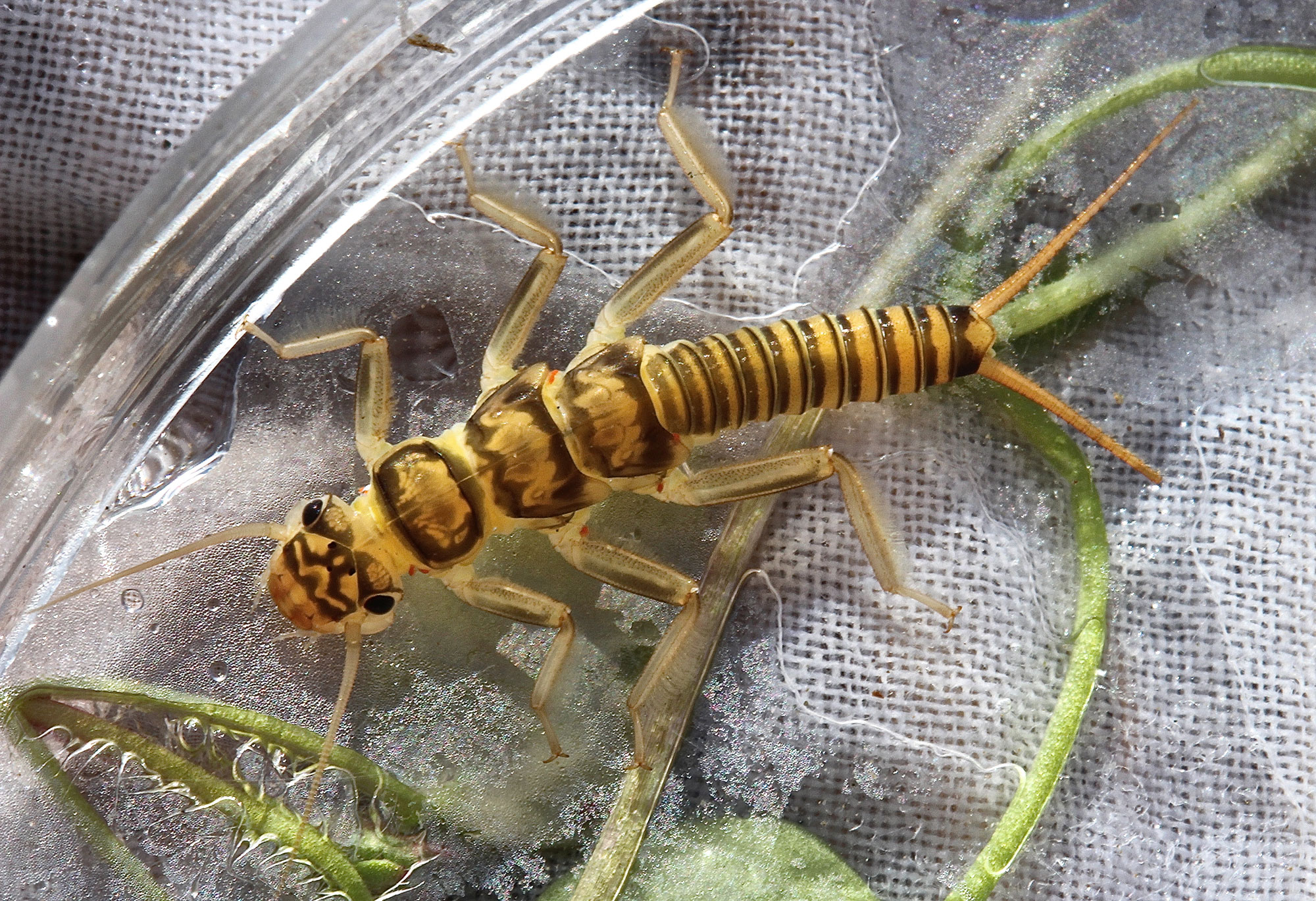 Close-up image of a stonefly nymph with segmented body and long antennae, resting on a wet surface with plant matter.