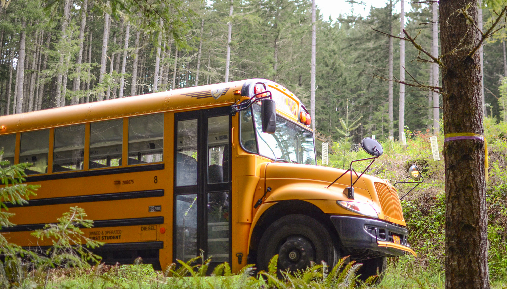 A yellow school bus is parked along a forest road surrounded by tall trees.