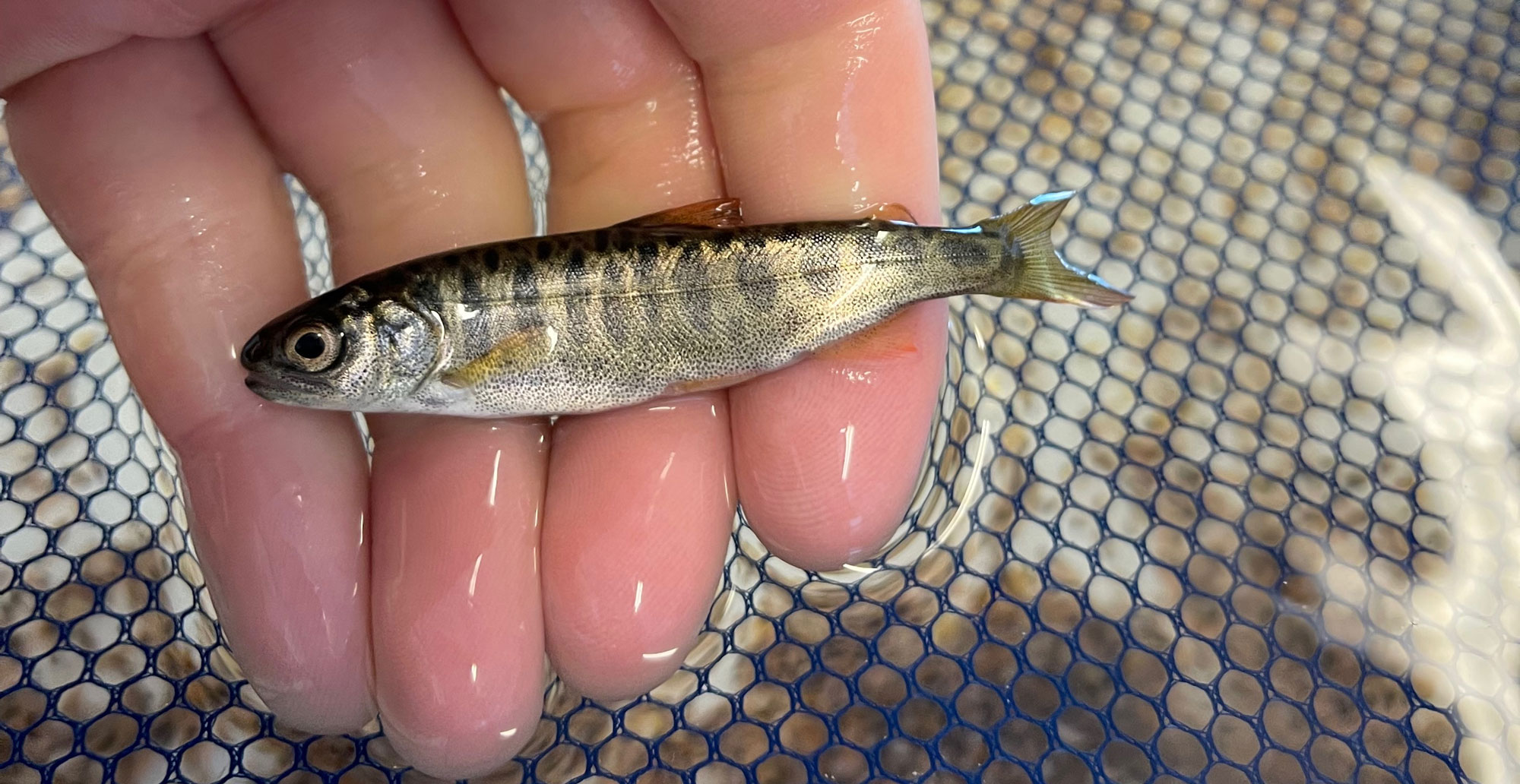 A small juvenile Chinook salmon rests in a person's wet hand above a blue mesh net.