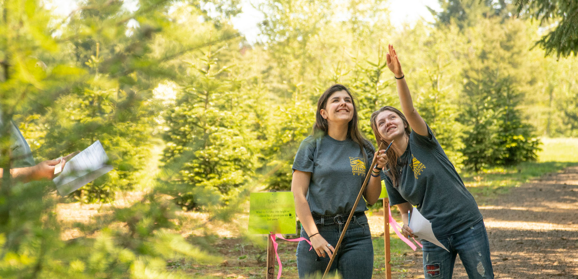 Home page pointers with woodland stick