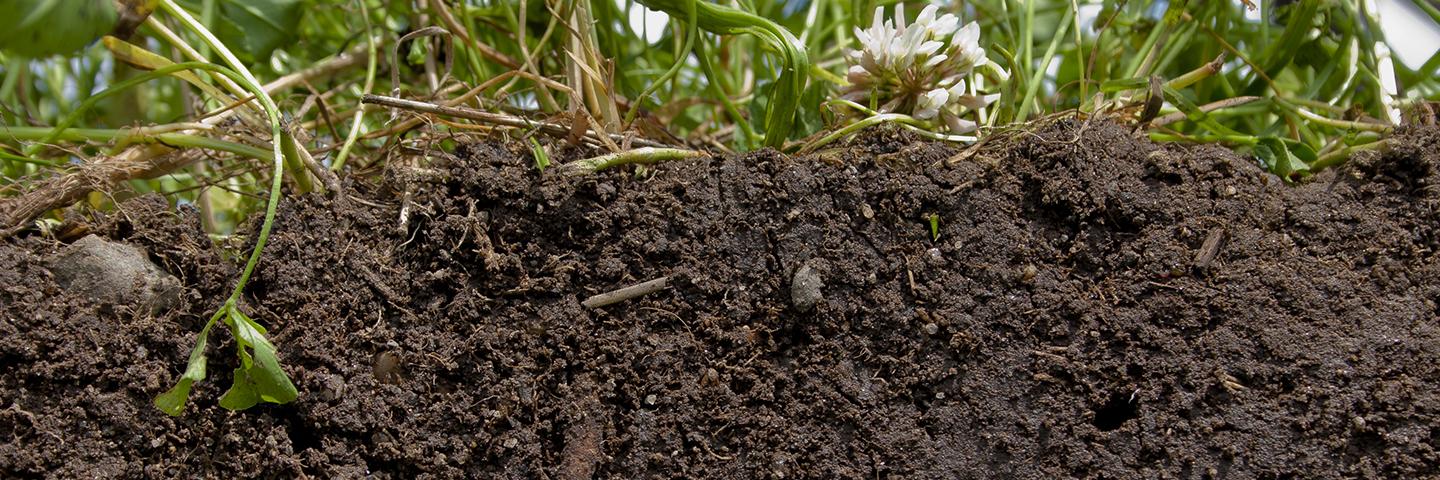 A close-up cross-section of healthy soil shows layers of dark, organic-rich earth beneath green plants and white clover flowers.