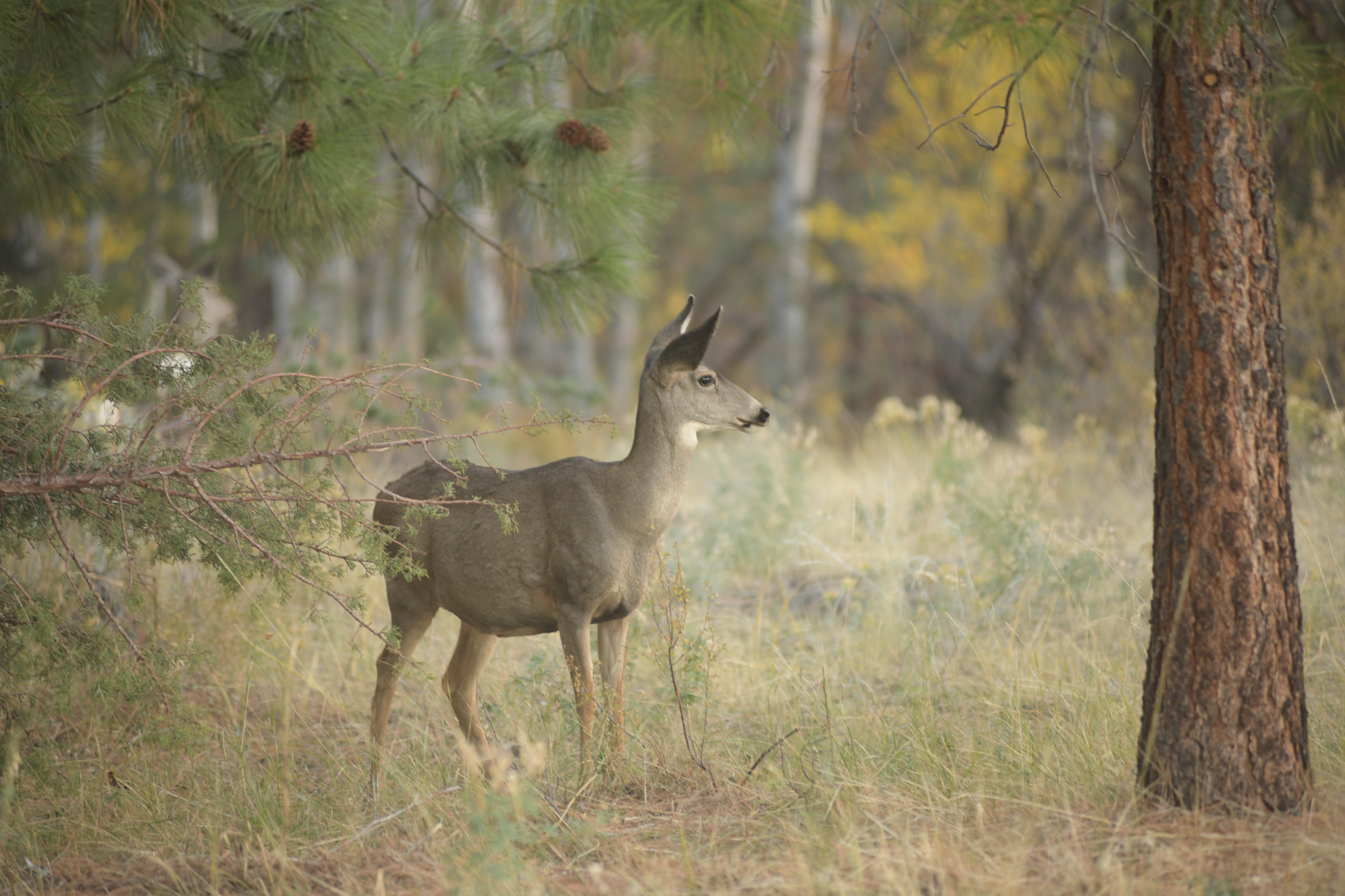 A mule deer stands alert among tall grasses and pine trees in a forested area during autumn.